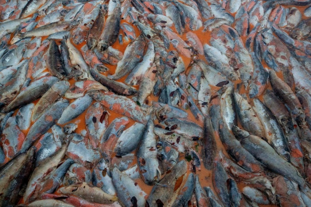 Salmonicultura: la experiencia chilena que enciende alertas en Tierra del Fuego