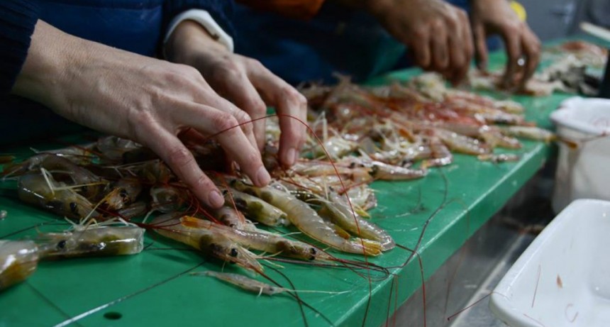 Campaña de langostino en el Golfo San Jorge, litoral de Chubut y aguas nacionales. Incluirá prueba de red
