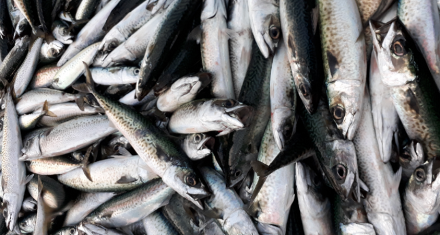 Cada 19 es un buen día para elegir pescado argentino: salud, sabor y soberanía alimentaria